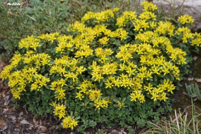 sedum